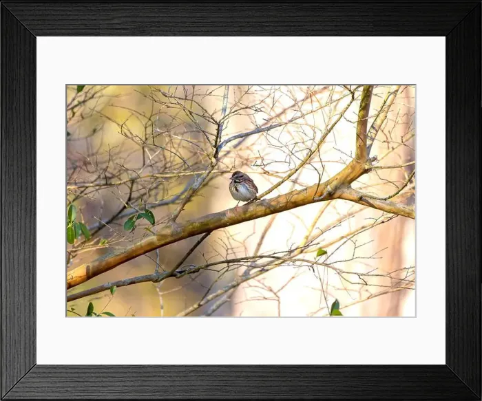 Framed Print : The song sparrow (Melospiza melodia), native sparrows in North America Framed Print : The song sparrow (Melospiza melodia), native sparrows in North America