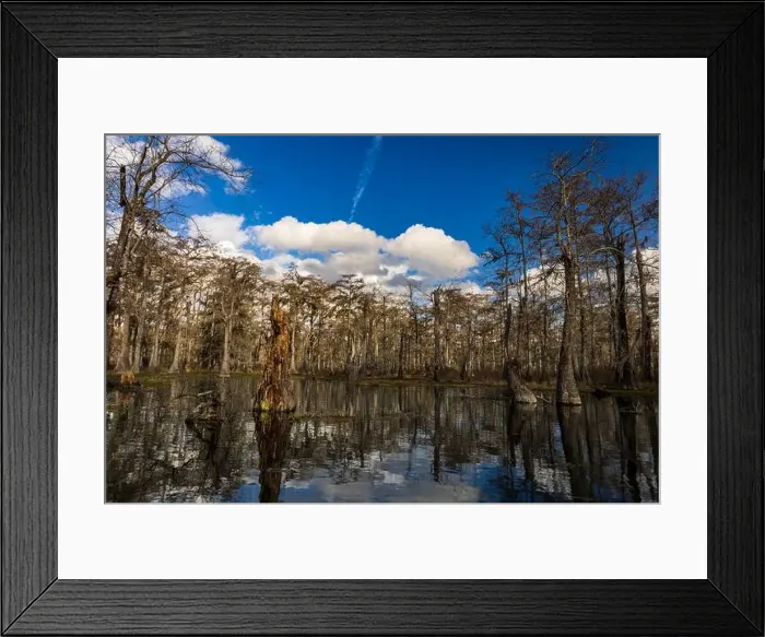 Framed Print : Swamp tour on a boat near Lafayette, Luisiana Framed Print : Swamp tour on a boat near Lafayette, Luisiana