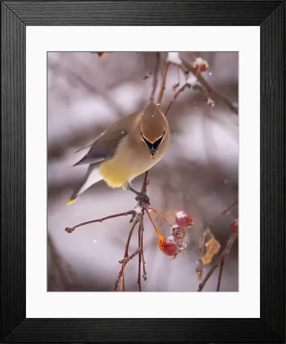 Framed Print : Cedar waxwing - bombycilla cedrorum - perched in a crab apple tree on an overcast snowy day in Colorado, USA Framed Print : Cedar waxwing - bombycilla cedrorum - perched in a crab apple tree on an overcast snowy day in Colorado, USA