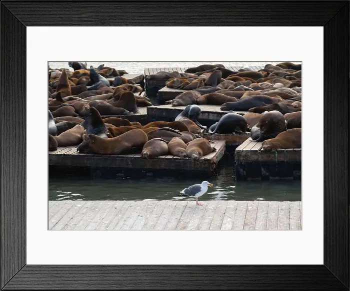 Framed Print : Sleeping Sea lions on the pier, San Francisco, California, USA