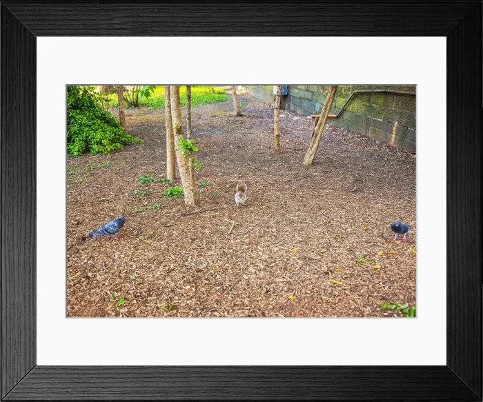 Framed Print : Squirrel and pigeons searching for food on ground in Central Park Manhattan during spring with scattered leaves Framed Print : Squirrel and pigeons searching for food on ground in Central Park Manhattan during spring with scattered leaves