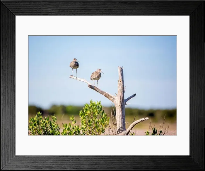 Framed Print : Two Willets (Tringa semipalmata) perched in a dead tree at Assateague Island National Seashore, Maryland Framed Print : Two Willets (Tringa semipalmata) perched in a dead tree at Assateague Island National Seashore, Maryland