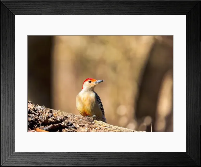Framed Print : The Red-bellied Wodpecker (Melanerpes carolinus) Framed Print : The Red-bellied Wodpecker (Melanerpes carolinus)