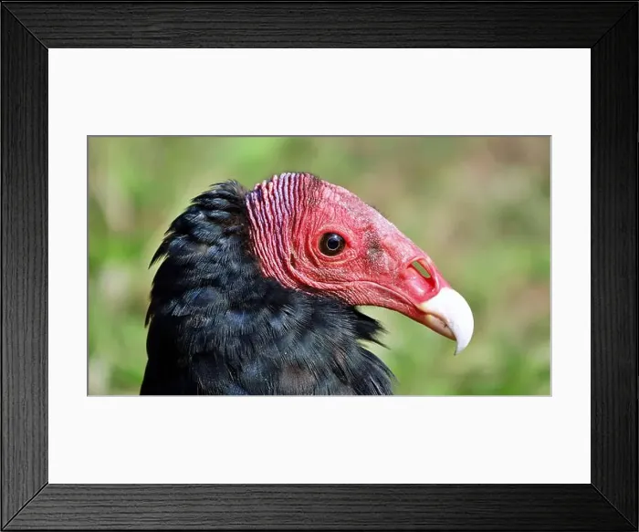Framed Print : Close-up portrait of red-headed vulture isolated on green background Framed Print : Close-up portrait of red-headed vulture isolated on green background
