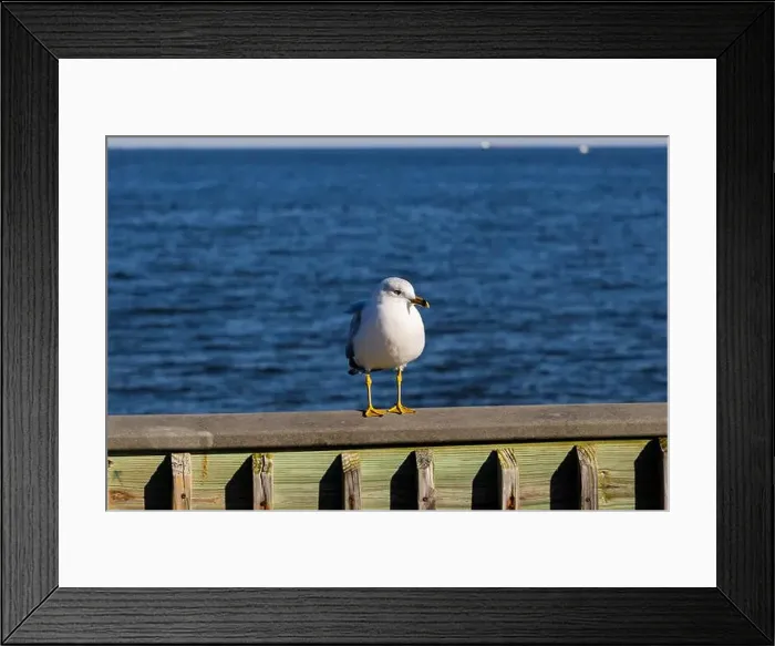 Framed Print : Seagull Perched on a railing next to the Chesapeake Bay during the winter Framed Print : Seagull Perched on a railing next to the Chesapeake Bay during the winter