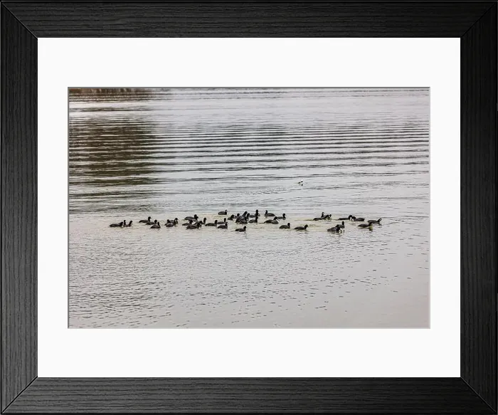 Framed Print : Ducks on the water at Lake Catherine State Park on a cold and cloudy winter day Framed Print : Ducks on the water at Lake Catherine State Park on a cold and cloudy winter day