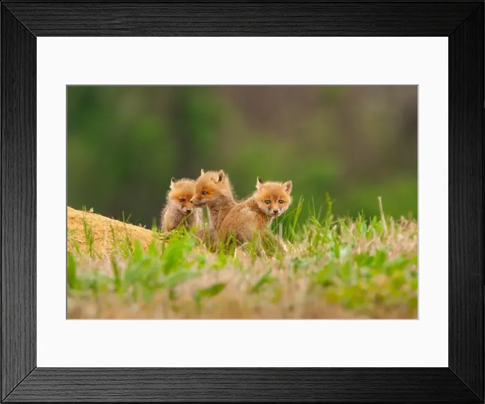 Framed Print : Three young red fox kits sit outside their den in a horse pasture Framed Print : Three young red fox kits sit outside their den in a horse pasture
