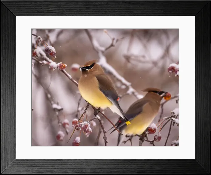 Framed Print : Cedar waxwing - bombycilla cedrorum - perched in a crab apple tree on an overcast snowy day in Colorado, USA Framed Print : Cedar waxwing - bombycilla cedrorum - perched in a crab apple tree on an overcast snowy day in Colorado, USA