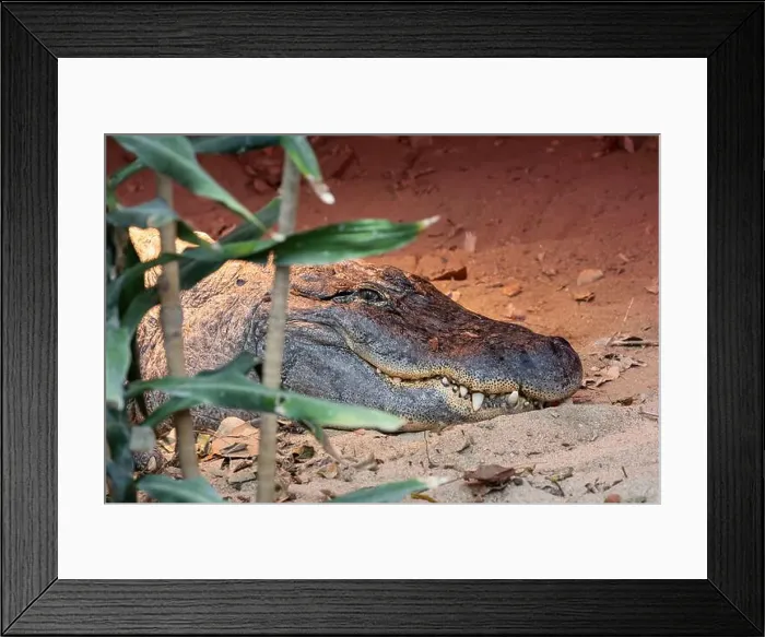 Framed Print : The American Alligator, a powerful reptile Framed Print : The American Alligator, a powerful reptile