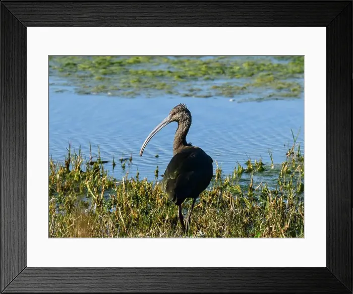 Framed Print : Juvenile American White Ibis Framed Print : Juvenile American White Ibis