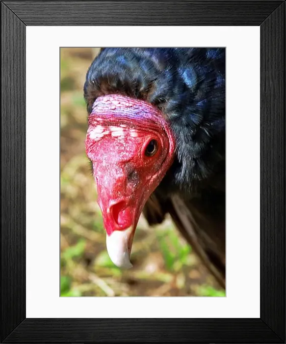 Framed Print : Close-up portrait of red-headed vulture isolated on green background Framed Print : Close-up portrait of red-headed vulture isolated on green background