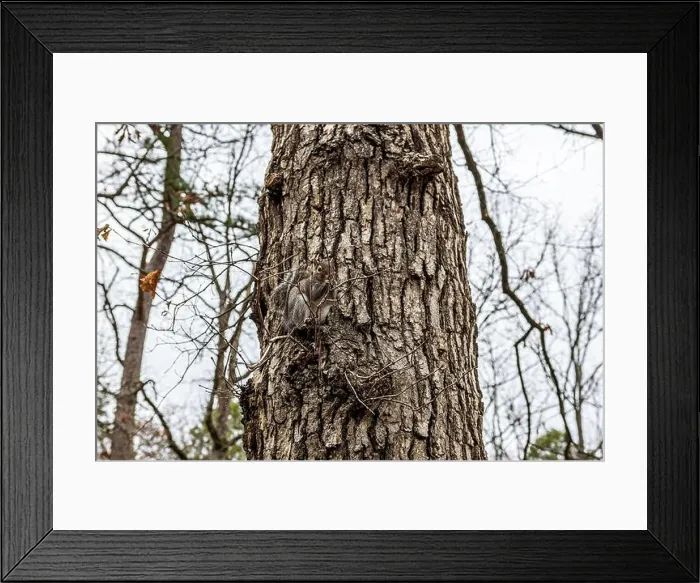 Framed Print : A very friendly squirrel at Lake Catherine State Park in Arkansas Framed Print : A very friendly squirrel at Lake Catherine State Park in Arkansas