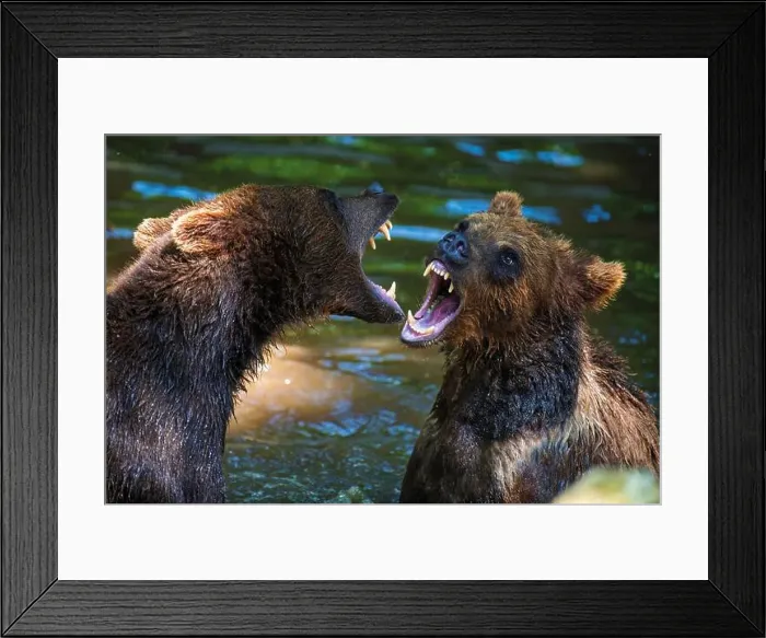 Framed Print : Two Wild Brown Bear (Ursus Arctos) play or fight on pond in the summer forest. Animal in natural habitat. Wildlife scene Framed Print : Two Wild Brown Bear (Ursus Arctos) play or fight on pond in the summer forest. Animal in natural habitat. Wildlife scene