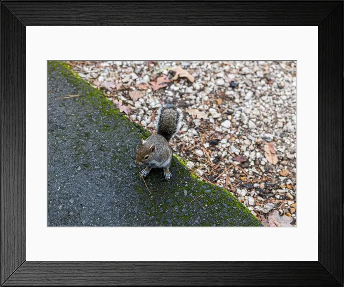Framed Print : A very friendly squirrel at Lake Catherine State Park in Arkansas Framed Print : A very friendly squirrel at Lake Catherine State Park in Arkansas