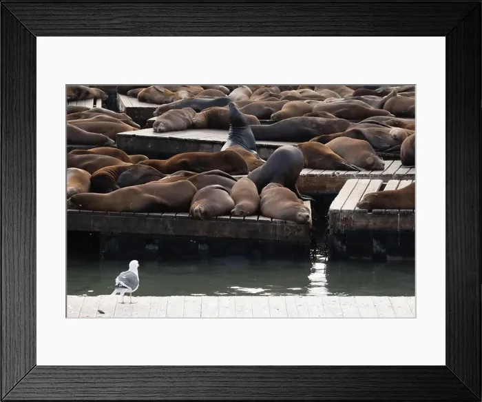 Framed Print : Sea lions napping on the San Francisco Pier, USA Framed Print : Sea lions napping on the San Francisco Pier, USA