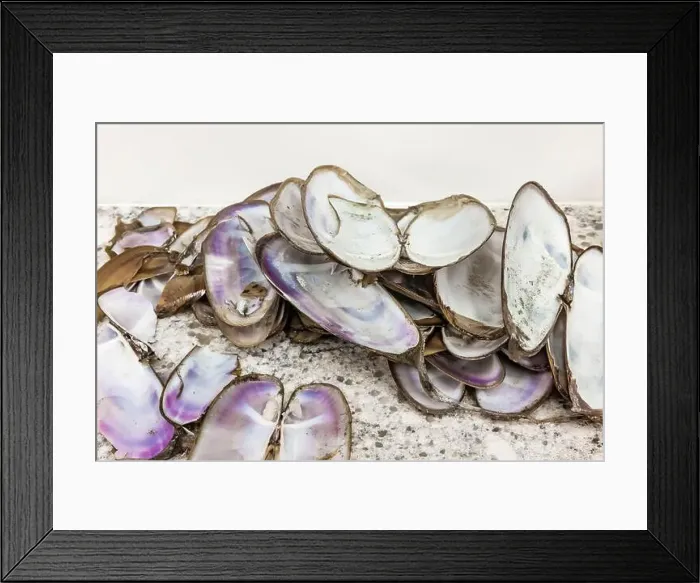 Framed Print : Pacific Razor Clams shells removed while being cleaned and prepared for eating, Pacific Ocean, Washington State, USA Framed Print : Pacific Razor Clams shells removed while being cleaned and prepared for eating, Pacific Ocean, Washington State, USA