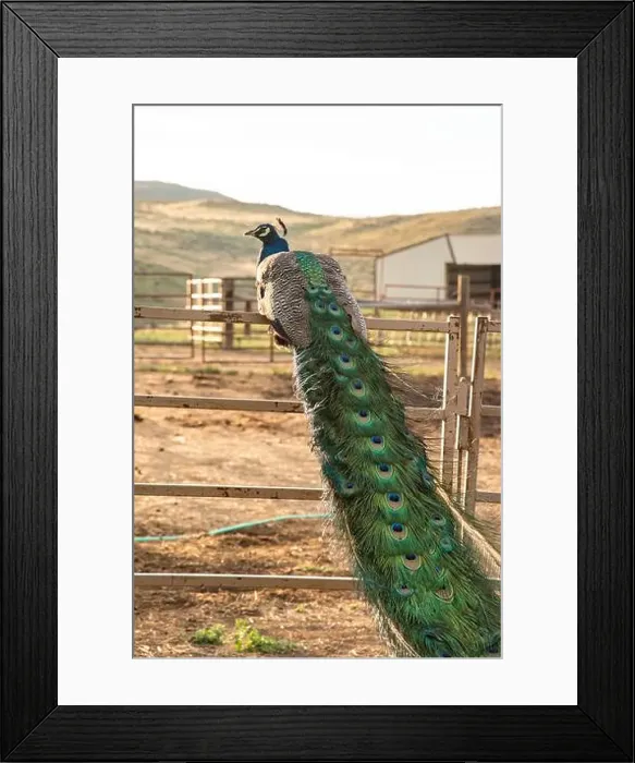 Framed Print : A colorful peacock with iridescent tail feathers rests on a fence in a serene outdoor farm environment on a Wyoming Framed Print : A colorful peacock with iridescent tail feathers rests on a fence in a serene outdoor farm environment on a Wyoming