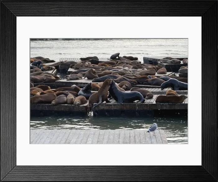 Framed Print : Sea lions fighting for position on the pier in San Francisco, California, USA Framed Print : Sea lions fighting for position on the pier in San Francisco, California, USA