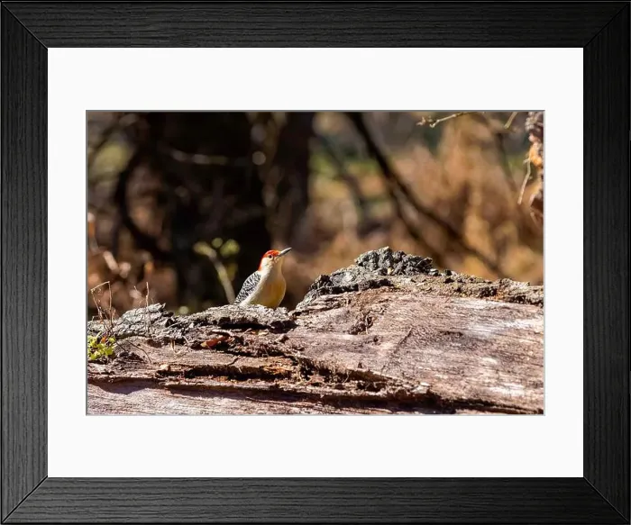 Framed Print : The Red-bellied Wodpecker (Melanerpes carolinus) Framed Print : The Red-bellied Wodpecker (Melanerpes carolinus)