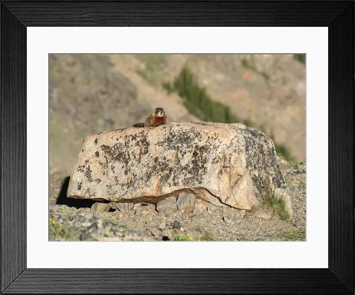 Framed Print : A yellow-bellied marmot resting atop a large rock amidst a rugged