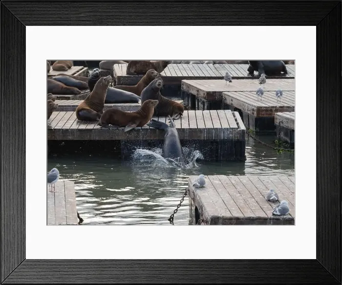 Framed Print : Group of sea lions on a pier in San Francisco, California, USA Framed Print : Group of sea lions on a pier in San Francisco, California, USA