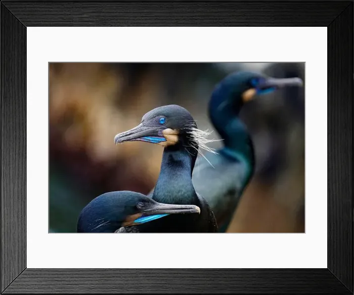 Framed Print : Close-up of a group of Brandt's Cormorants