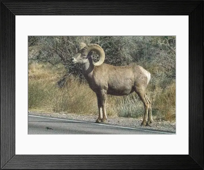 Framed Print : Big Horn Sheep (Ovis canadensis) in Valley of the Fire State Park in Nevada Framed Print : Big Horn Sheep (Ovis canadensis) in Valley of the Fire State Park in Nevada