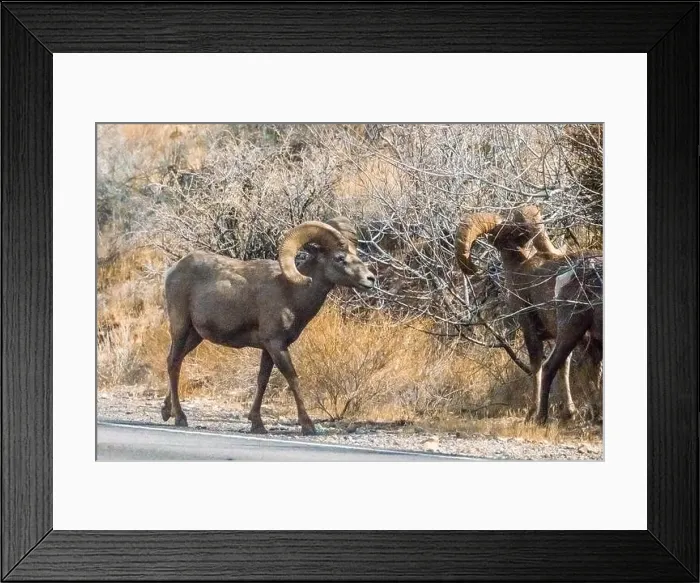 Framed Print : Big Horn Sheep (Ovis canadensis) in Valley of the Fire State Park in Nevada Framed Print : Big Horn Sheep (Ovis canadensis) in Valley of the Fire State Park in Nevada