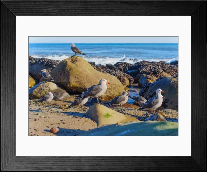 Framed Print : Group of seagulls perched on rocks by the shore, with waves gently crashing in the background at Malibu Beach