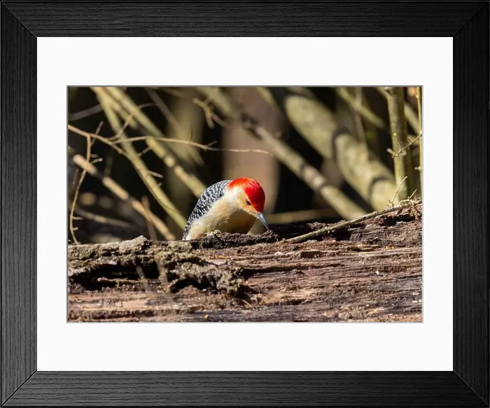 Framed Print : The Red-bellied Wodpecker (Melanerpes carolinus) Framed Print : The Red-bellied Wodpecker (Melanerpes carolinus)