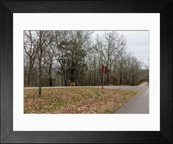 Framed Print : Deer crossing the West Mountain Road at Hot Springs Arkansas Framed Print : Deer crossing the West Mountain Road at Hot Springs Arkansas