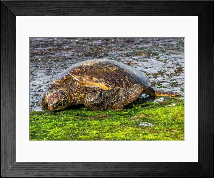 Framed Print : Closeup view of Green sea turtle (chelonia mydas) Framed Print : Closeup view of Green sea turtle (chelonia mydas)
