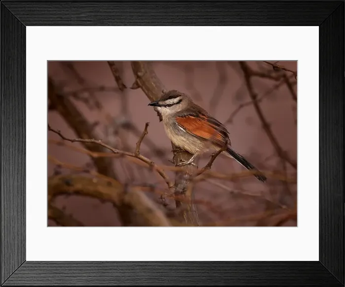 Framed Print : Brown-crowned Tchagra, Tchagra australis Framed Print : Brown-crowned Tchagra, Tchagra australis