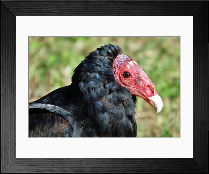 Framed Print : Close-up portrait of red-headed vulture isolated on green background Framed Print : Close-up portrait of red-headed vulture isolated on green background