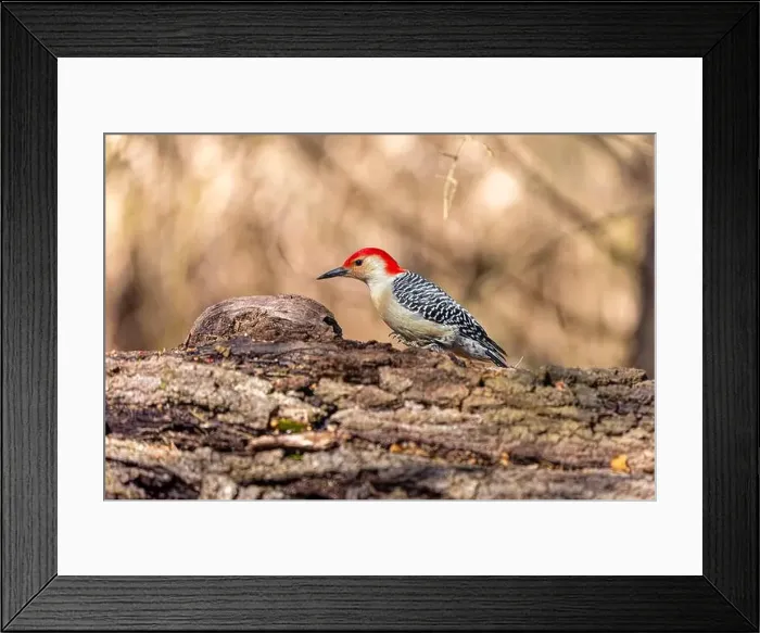 Framed Print : The Red-bellied Wodpecker (Melanerpes carolinus) Framed Print : The Red-bellied Wodpecker (Melanerpes carolinus)