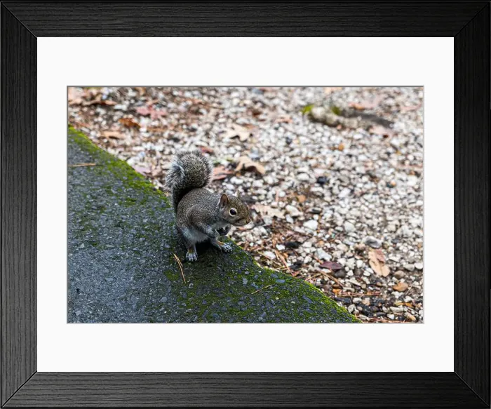 Framed Print : A very friendly squirrel at Lake Catherine State Park in Arkansas Framed Print : A very friendly squirrel at Lake Catherine State Park in Arkansas