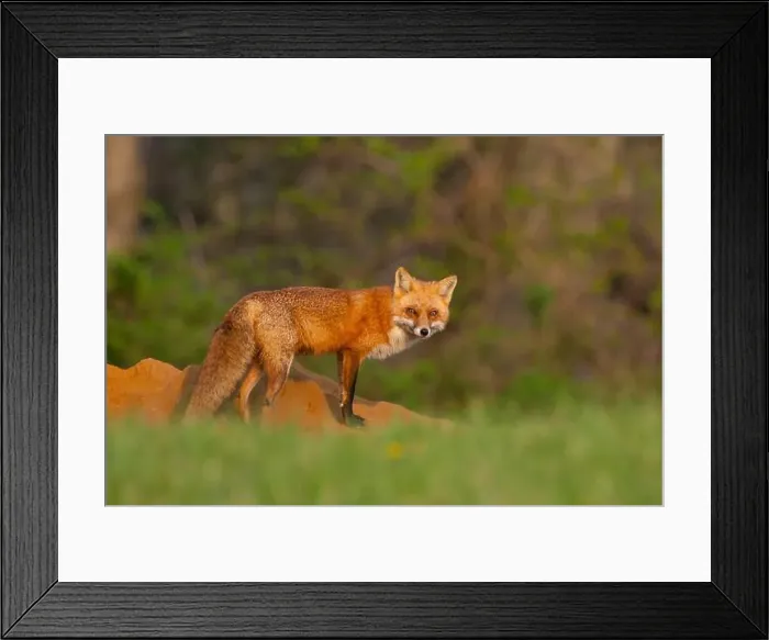 Framed Print : Red fox vixen outside den in Pennsylvania horse country Framed Print : Red fox vixen outside den in Pennsylvania horse country