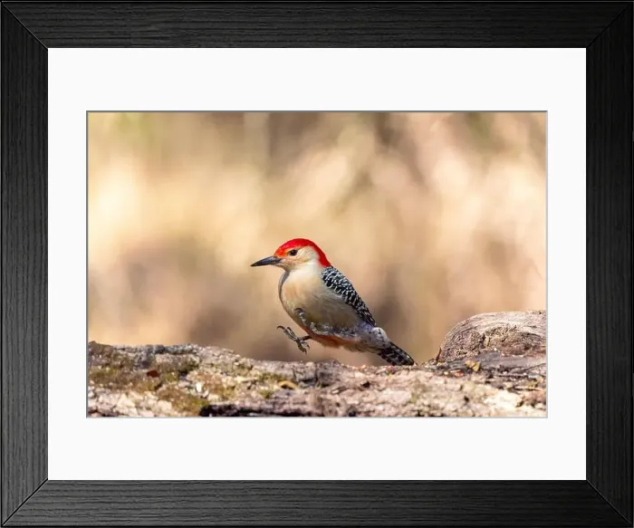 Framed Print : The Red-bellied Wodpecker (Melanerpes carolinus) Framed Print : The Red-bellied Wodpecker (Melanerpes carolinus)
