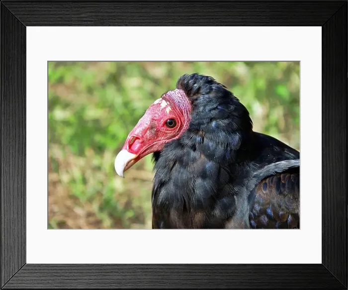 Framed Print : Close-up portrait of red-headed vulture isolated on green background Framed Print : Close-up portrait of red-headed vulture isolated on green background