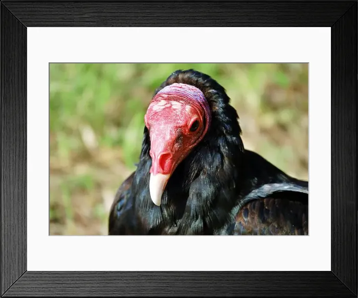 Framed Print : Close-up portrait of red-headed vulture isolated on green background Framed Print : Close-up portrait of red-headed vulture isolated on green background