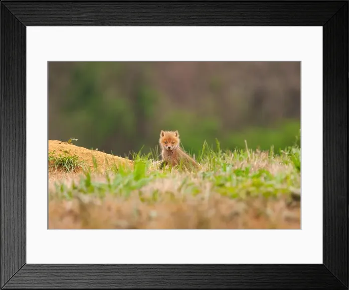 Framed Print : Baby red fox kit outside its den on a Pennsylvania horse farm Framed Print : Baby red fox kit outside its den on a Pennsylvania horse farm
