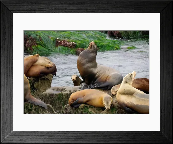 Framed Print : Group of California Sea Lions resting on a rock Framed Print : Group of California Sea Lions resting on a rock