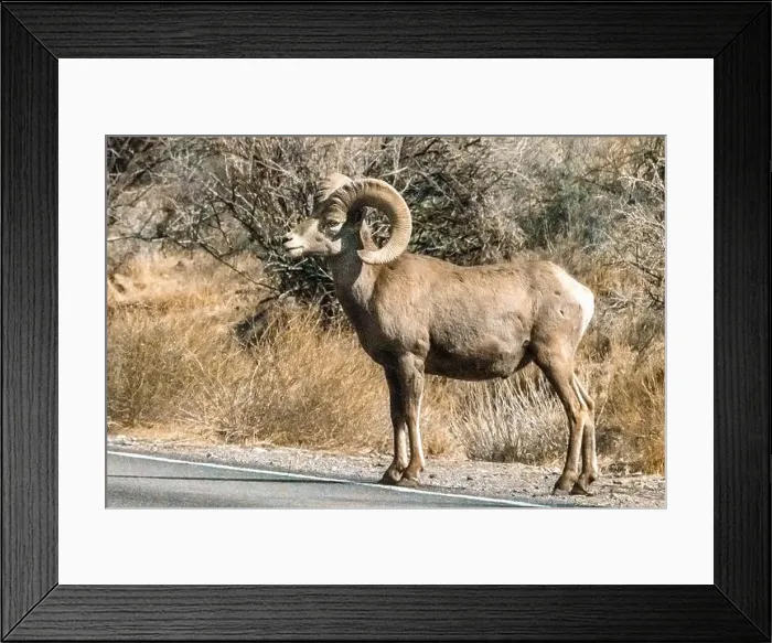 Framed Print : Big Horn Sheep (Ovis canadensis) in Valley of the Fire State Park in Nevada Framed Print : Big Horn Sheep (Ovis canadensis) in Valley of the Fire State Park in Nevada