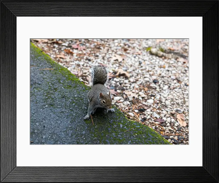 Framed Print : A very friendly squirrel at Lake Catherine State Park in Arkansas Framed Print : A very friendly squirrel at Lake Catherine State Park in Arkansas
