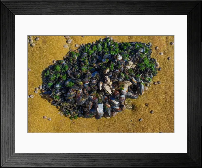 Framed Print : Top-down view of diverse marine life, including mussels and algae, clustered around tidal zone on rocky shore Framed Print : Top-down view of diverse marine life, including mussels and algae, clustered around tidal zone on rocky shore