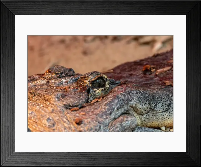 Framed Print : The American Alligator, a powerful reptile Framed Print : The American Alligator, a powerful reptile