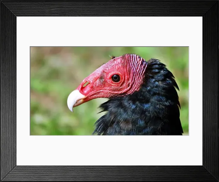 Framed Print : Close-up portrait of red-headed vulture isolated on green background Framed Print : Close-up portrait of red-headed vulture isolated on green background