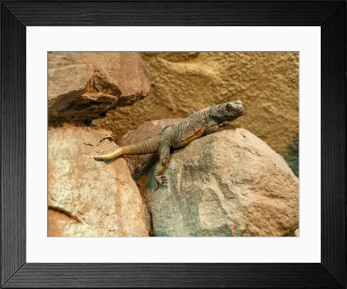 Framed Print : Chuckwalla, Sauromalus ater are found primarily in arid regions of the southwestern United States and northern Mexico Framed Print : Chuckwalla, Sauromalus ater are found primarily in arid regions of the southwestern United States and northern Mexico