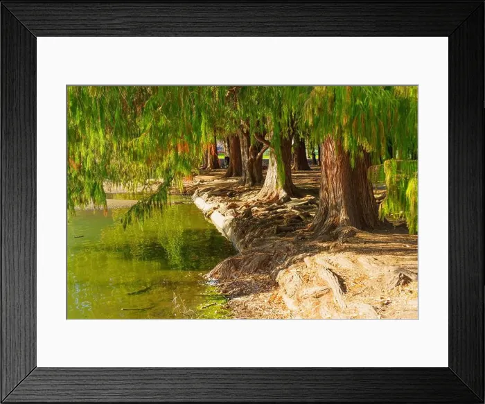 Framed Print : Lush trees line the water's edge, with their roots partially exposed and reflecting in the clear water Framed Print : Lush trees line the water's edge, with their roots partially exposed and reflecting in the clear water