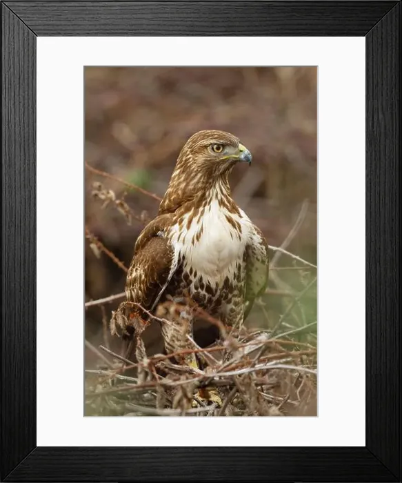 Framed Print : An immature Red-tailed Hawk (Buteo jamaicensis) perched in a blackberry thicket